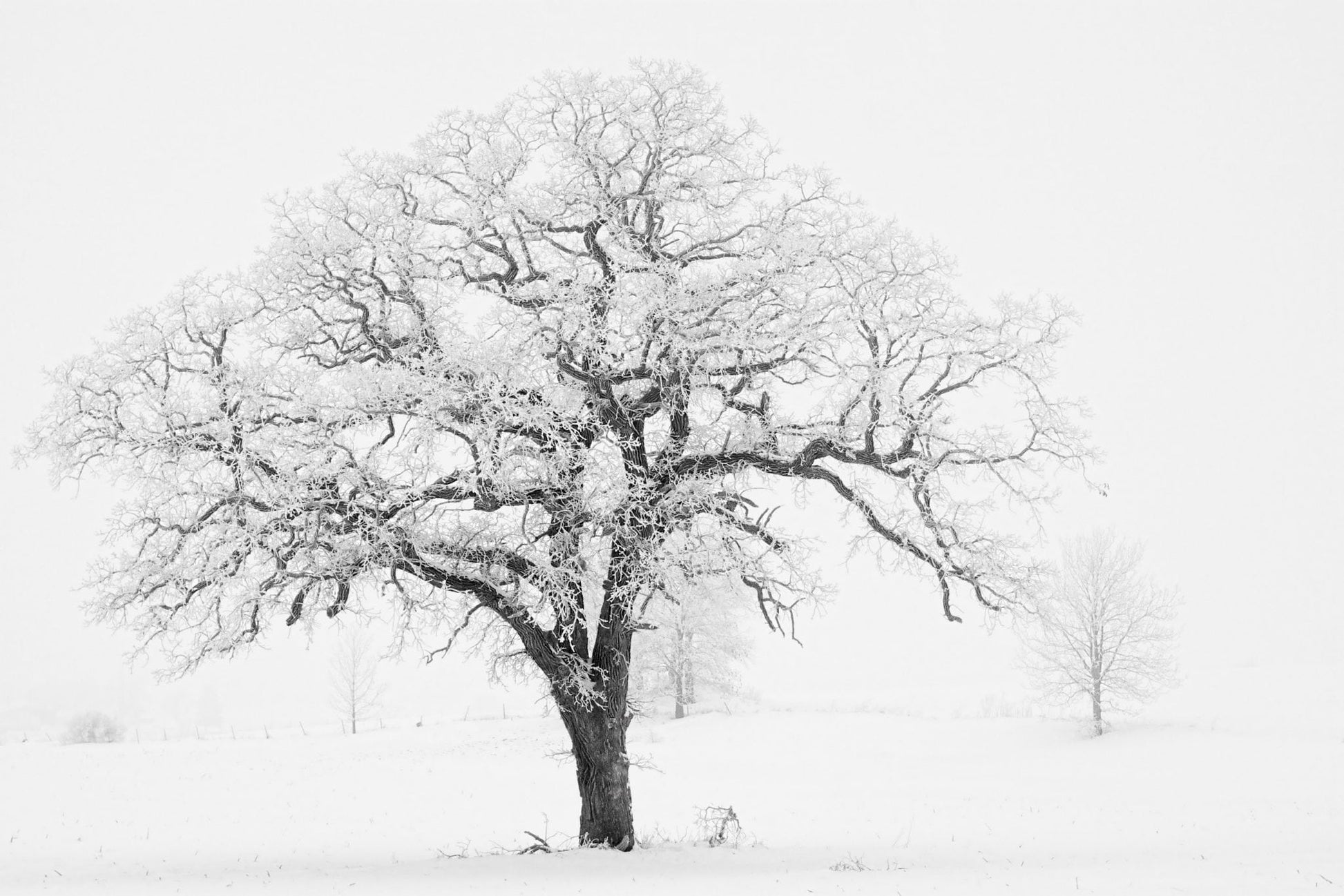 snow covered oak bW