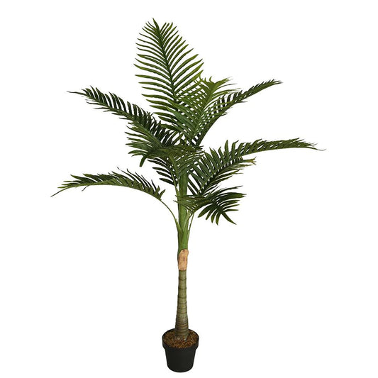 solitaire palm