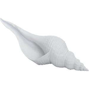 spiral shell 300x300 1