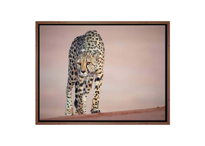 Stalking Cheetah | Animal Canvas Wall Art Print - Final Touch Decor