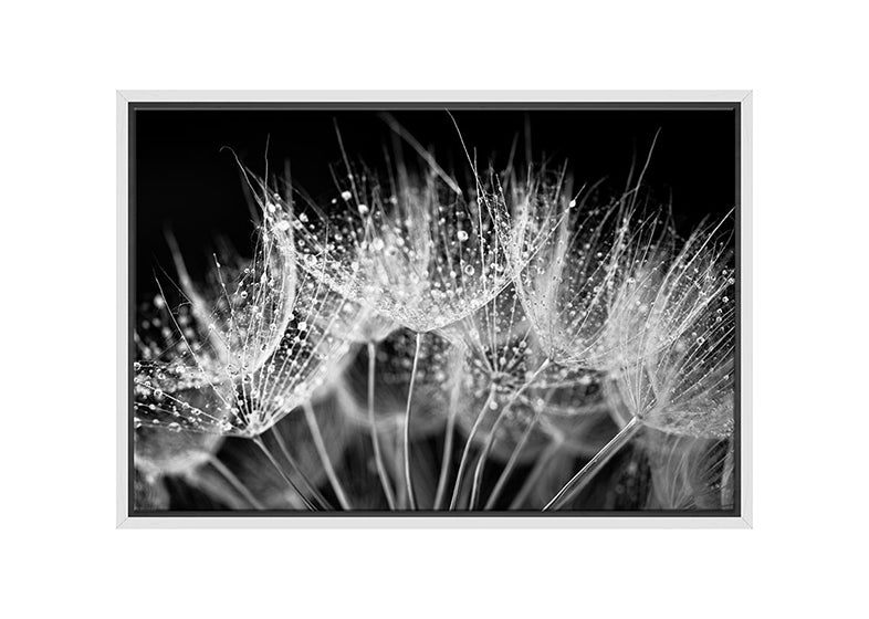 Close-Up Dandelion on Black | Canvas Wall Art Print - Final Touch Decor